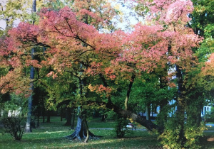 Praca konkursowa