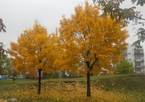 Praca konkursowa